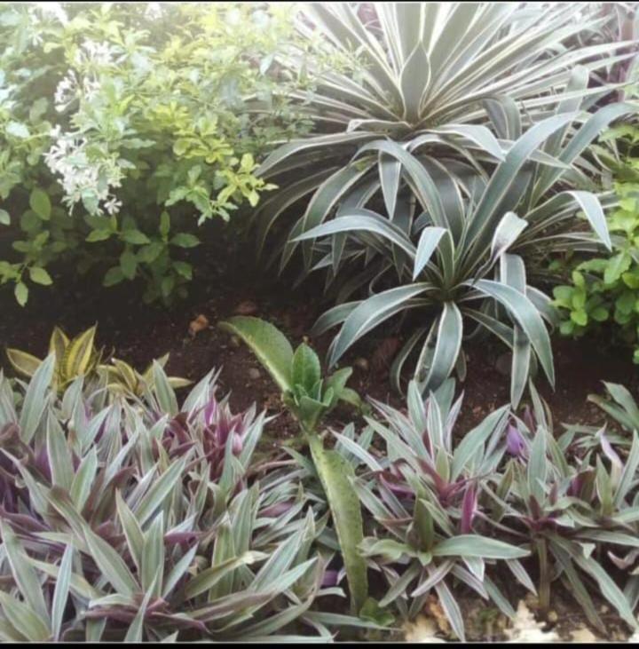 The Seaside Garden Guesthouse Buccoo Buitenkant foto